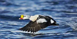 Start: King Eider adult male, in flight, taking off from