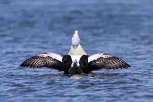 Aberdeenshire: King Eider adult male, stretching wings on water