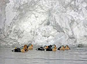 Eiders: King Eider - Courting flock with one female and rest males