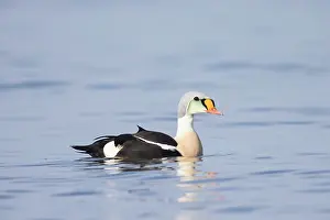 Baltic: King Eider drake
