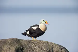 Baltic: King Eider drake