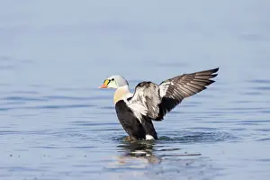 Baltic: King Eider drake