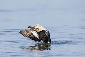 Baltic: King Eider drake