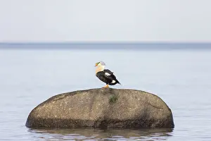 Baltic: King Eider drake