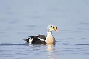 Baltic: King Eider drake
