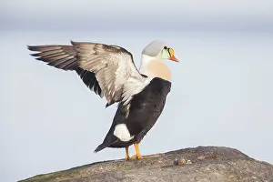 Somateria: King Eider - drake in breeding plumage flapping