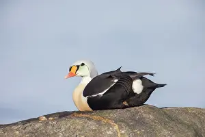 Somateria: King Eider - drake in breeding plumage - Germany