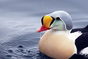 Spectabilis: King Eider - Drake Close Up