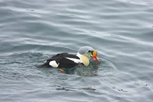 Eiders: King Eider - drake feeding on sea urchin