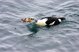 Spectabilis: King Eider - Drake Feeding on Starfish