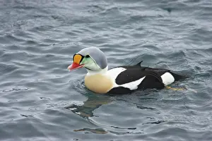 Eiders: King Eider - drake on sea