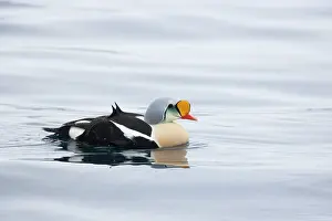 Eiders: King Eider - drake on sea