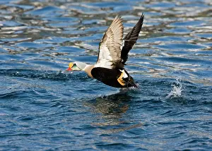 Eiders: King Eider - Drake taking off from water