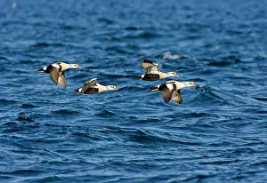 Eiders: King Eider - Drakes flying over the sea