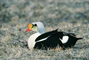 Eiders: KING EIDER DUCK