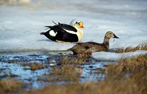 Eiders: King Eider Duck