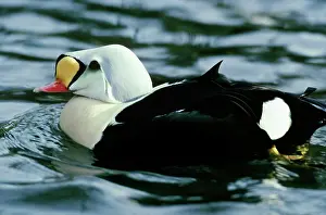 Spectabilis: King Eider Duck