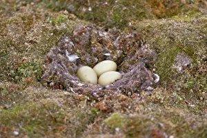 Eiders: King Eider Duck - eggs in nest