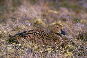 Eiders: King Eider Duck - female on nest