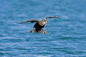Eiders: King Eider - In flight landing on the sea - April