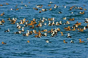 Eiders: King Eider - Mass flock swimming out to sea - male