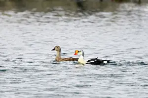 Drake: King Eider pair