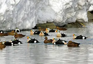 Eiders: King Eider - Small flock drakes and ducks swimming