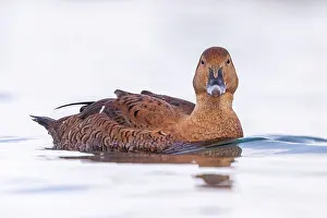 Siesta: King eider (Somateria spectabilis), female, Harbour