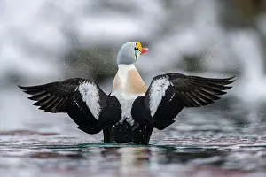 Finnmark: King eider (Somateria spectabilis), male, Batsfjord