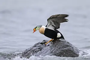 Baltic: King eider (Somateria spectabilis) (Anas spectabilis)