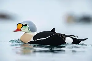 Finnmark: King eider (Somateria spectabilis), also known as