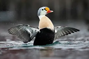Finnmark: King eider (Somateria spectabilis), also known as