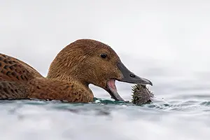 Finnmark: King eider (Somateria spectabilis), also known as
