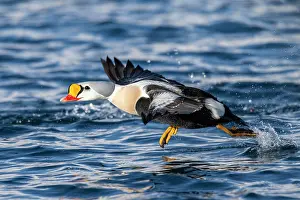Finnmark: King eider (Somateria spectabilis), male in flight