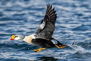 Finnmark: King eider (Somateria spectabilis), male in flight