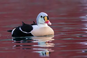 Siesta: King eider (Somateria spectabilis), male, Harbour