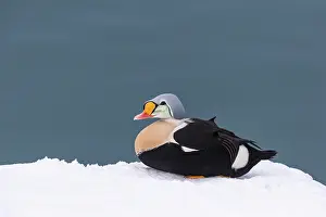 Siesta: King eider (Somateria spectabilis), male, Harbour