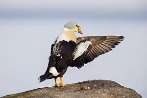 Baltic: King eider (Somateria spectabilis) male sea duck