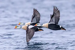 Flaps: King eider (Somateria spectabilis), males in flight