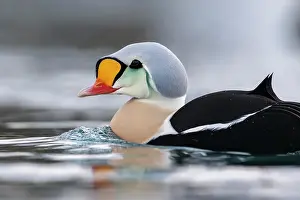 Finnmark: King eider (Somateria spectabilis), portrait of