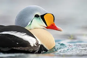 Finnmark: King eider (Somateria spectabilis), portrait of