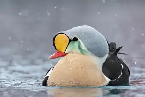 Finnmark: King eider (Somateria spectabilis), portrait of