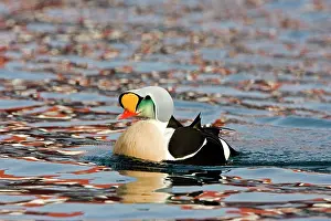 Eiders: King Eider - Swimming with ripples on water