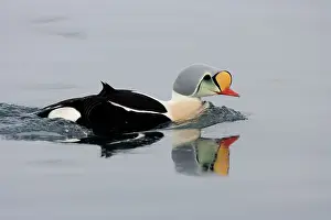 Eiders: King Eider - Swimming on water with reflection