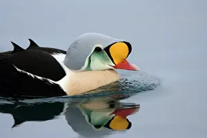 Eiders: King Eider - Swimming on water with reflection