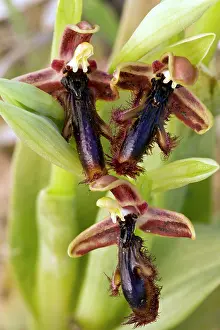 Earwig: King Ferdinand's Orchid / Earwig Orchid