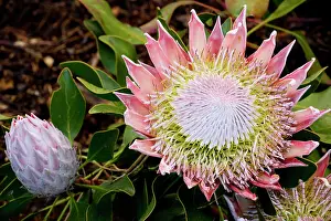 Cynaroides: King / Great Protaea - a Cape town endemic