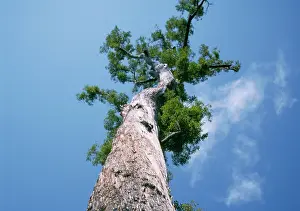 Marginata: King Jarrah Tree - 47 meters high, 500 years old