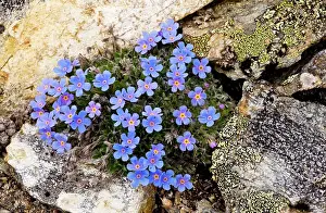 Nanum: King-of-the-Alps - beautiful dwarf alpine high-altitude