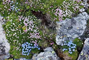 Campion: King-of-the-Alps - and Moss Campion (Silene acaulis)